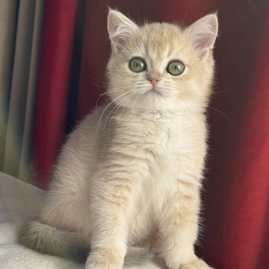Elza Scottish Straight female, blue golden chinchilla