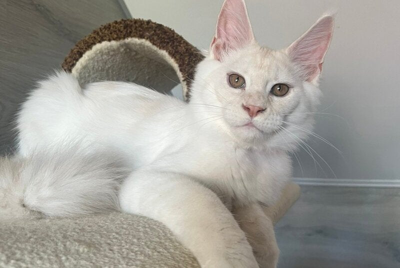 Leva Maine Coon male, red silver
