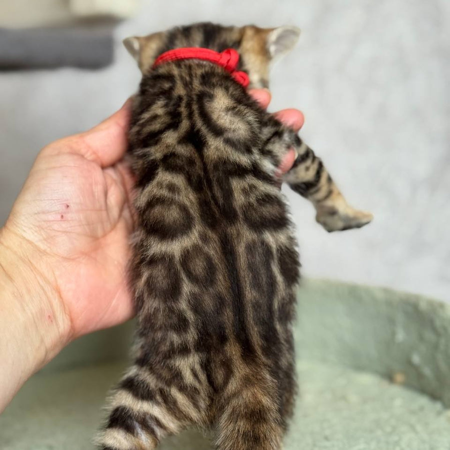 Estella Bengal female, black spotted tabby