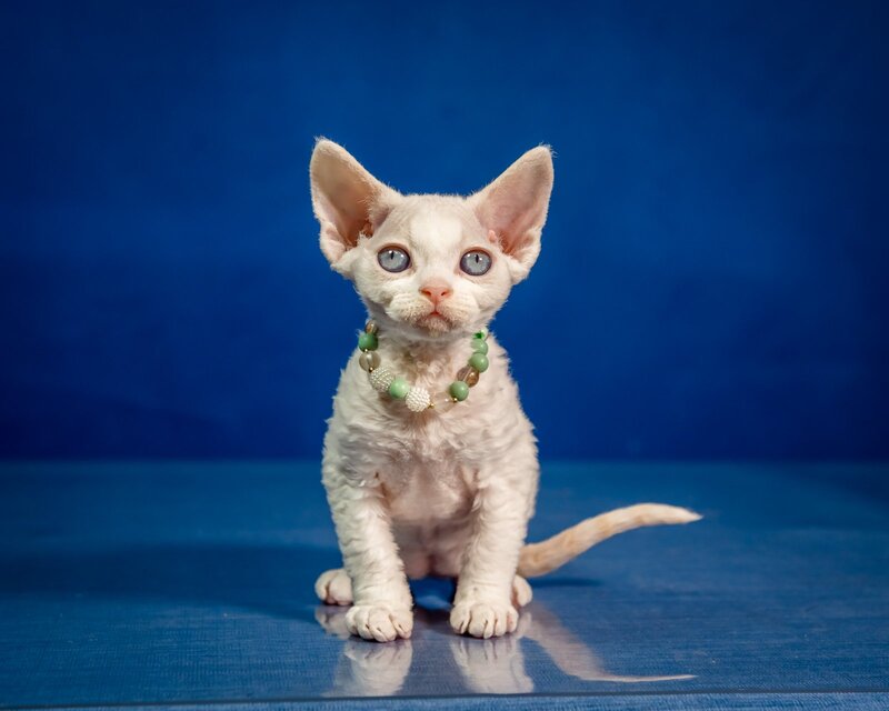 Ice Berry Devon Rex male red pointed - live animals
