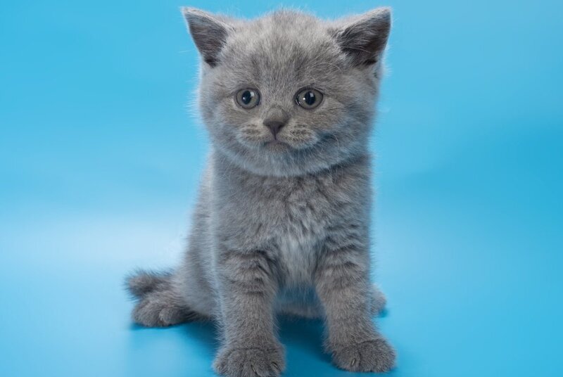 Baffi British Shorthair female, blue