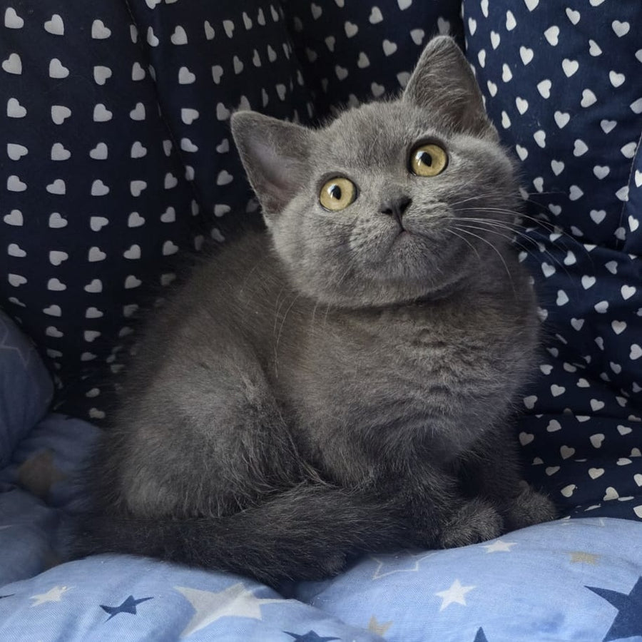 Veniamin British Shorthair male, blue