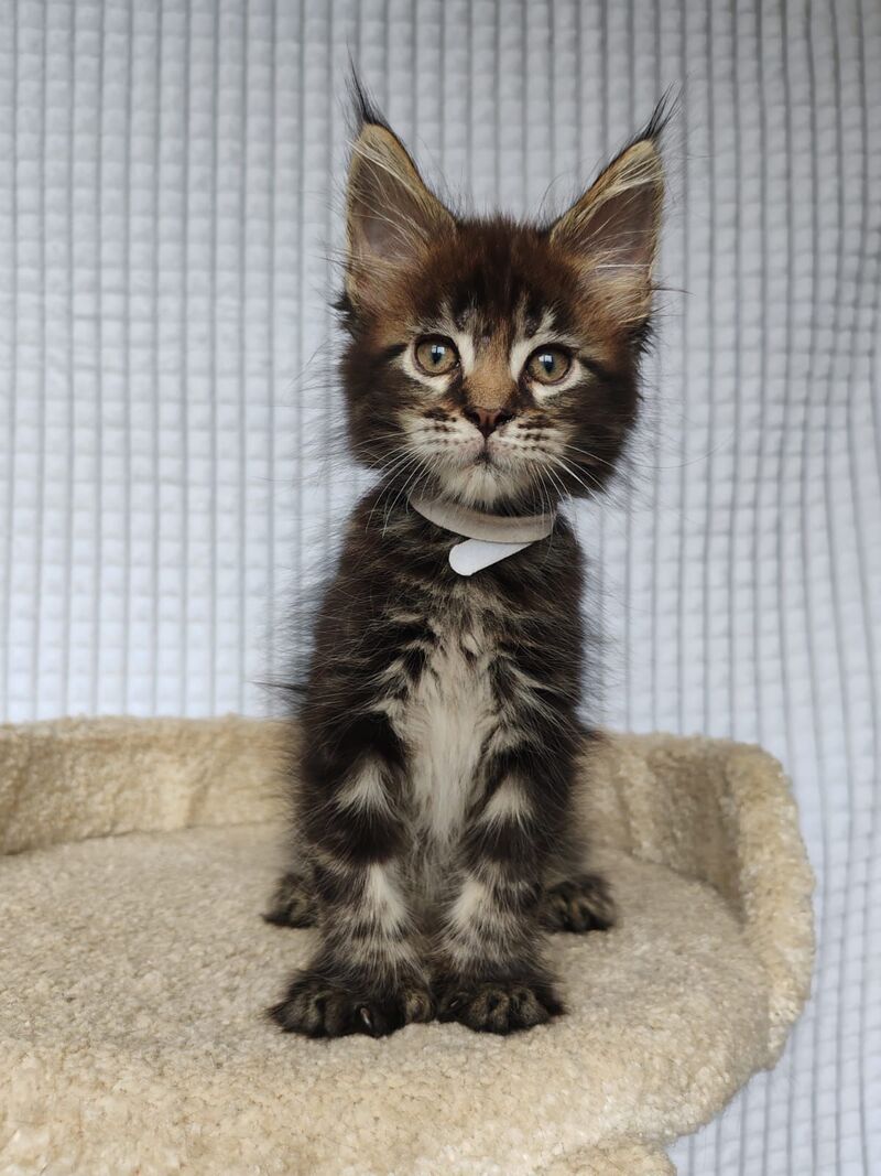 Nolan Maine Coon polydactyl male, black tabby