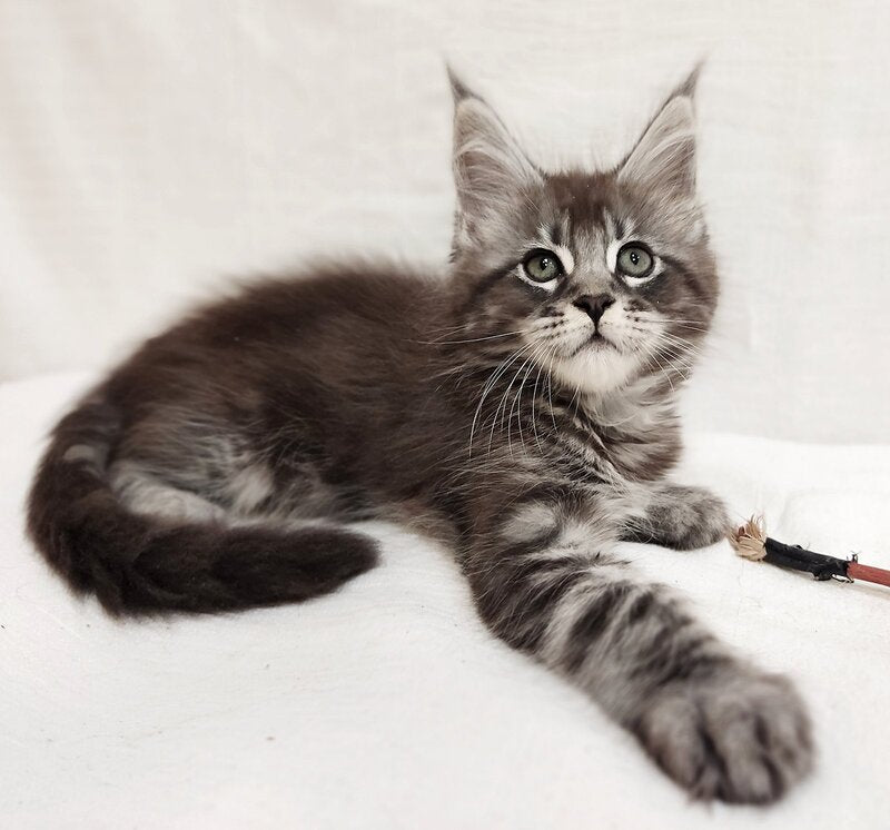 Drayv Maine Coon male, black silver tabby