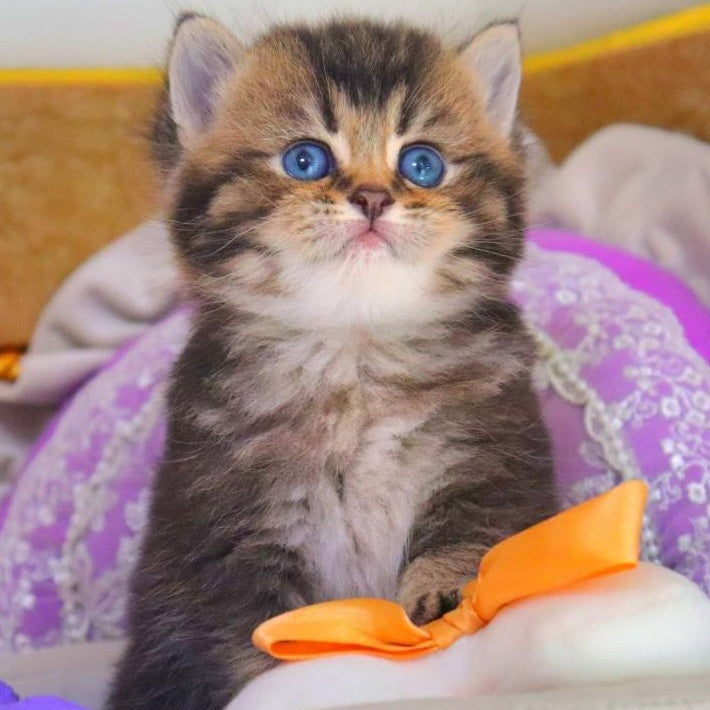 Nestor British Shorthair male, black ticked tabby