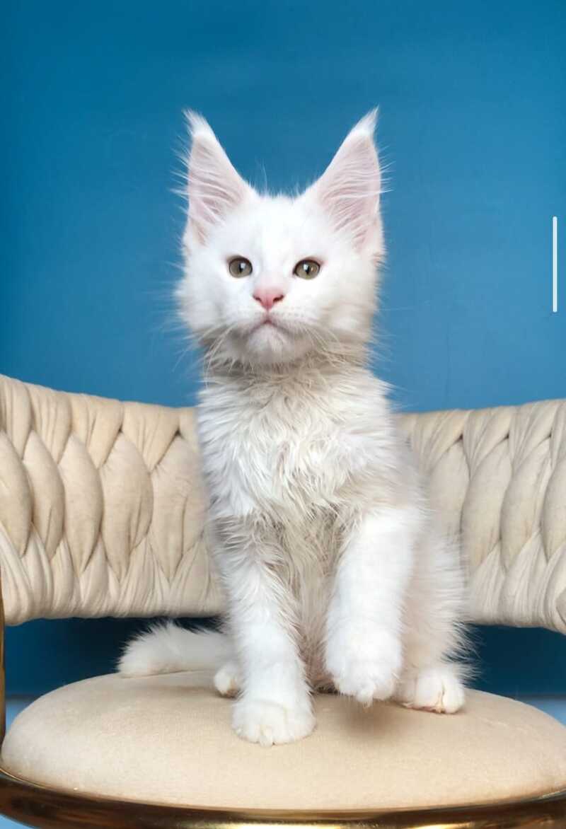 Xarvi Maine Coon male, white