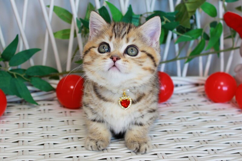 Freya Munchkin female, chocolate golden spotted tabby