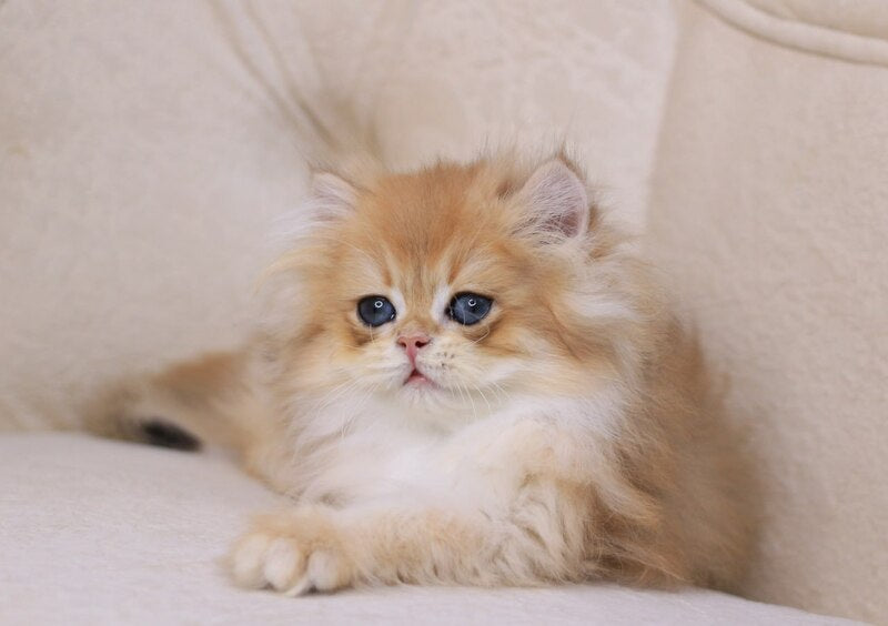 Quantum British Longhair male, black golden chinchilla
