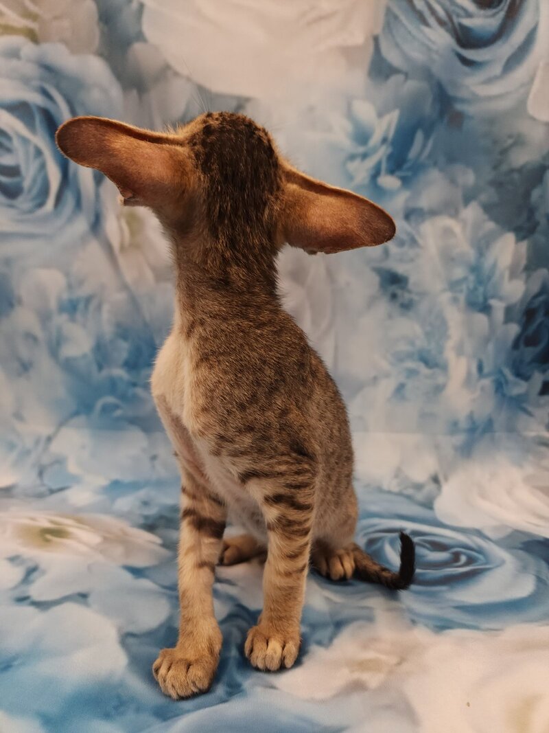Pollyanna Oriental Shorthair female black tortie spotted tabby - live animals