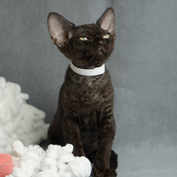 Oniks Devon Rex male, black