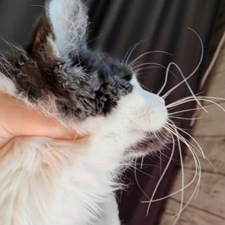 Boss Maine Coon male, black bicolour
