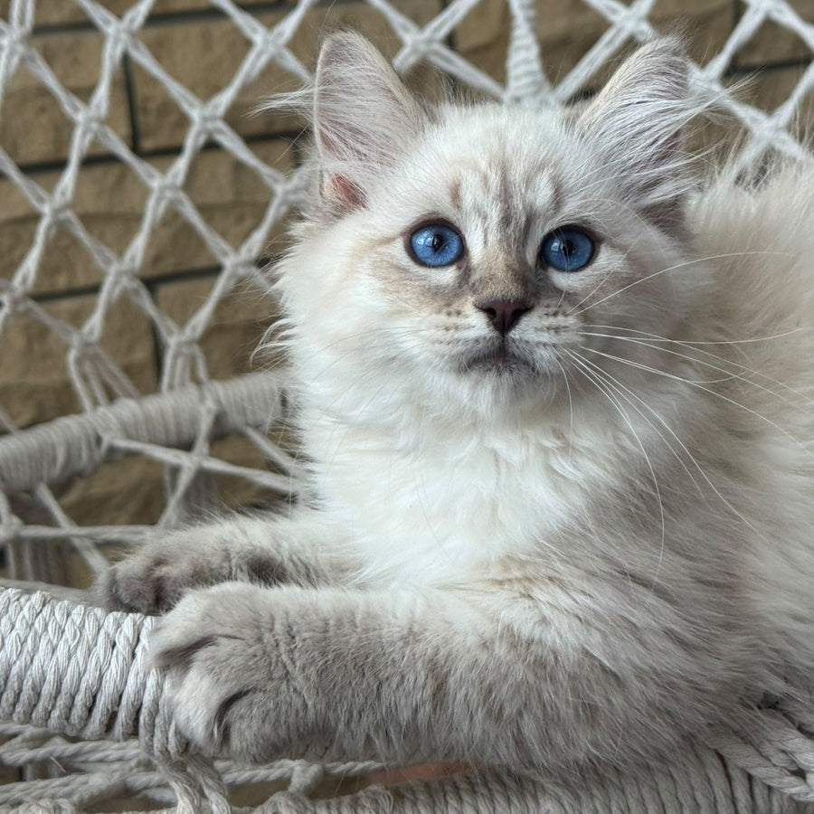 Max Ragdoll male, blue pointed