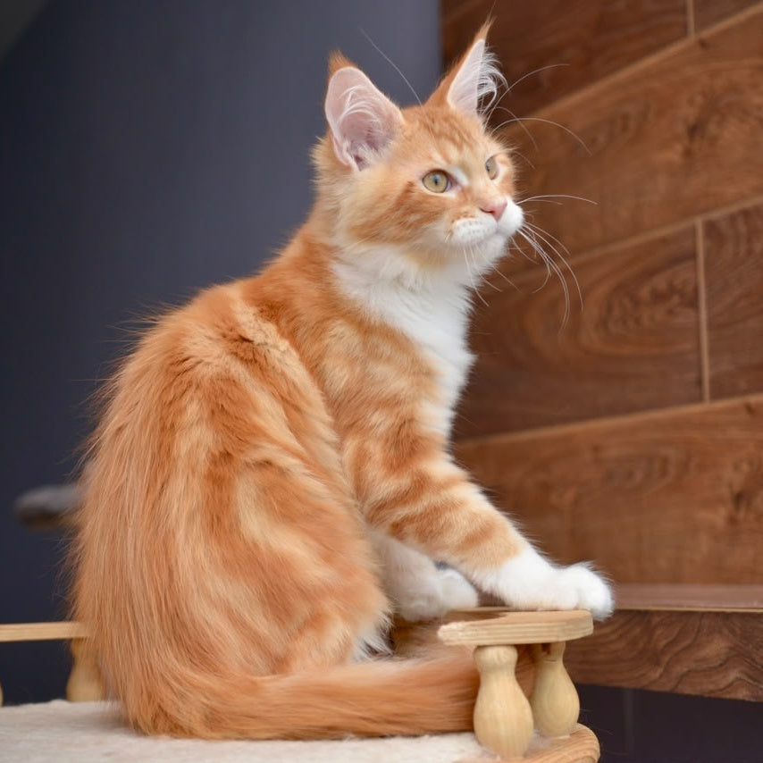Xotil Maine Coon male, red with white tabby