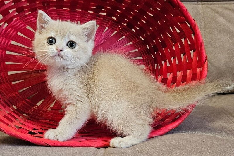 Olivia Scottish Straight female, lilac golden shaded