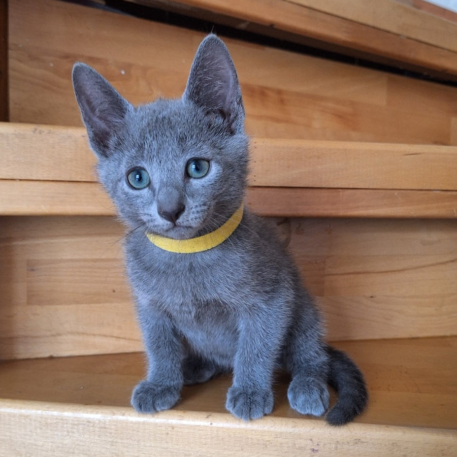 Cesar Russian Blue male, blue