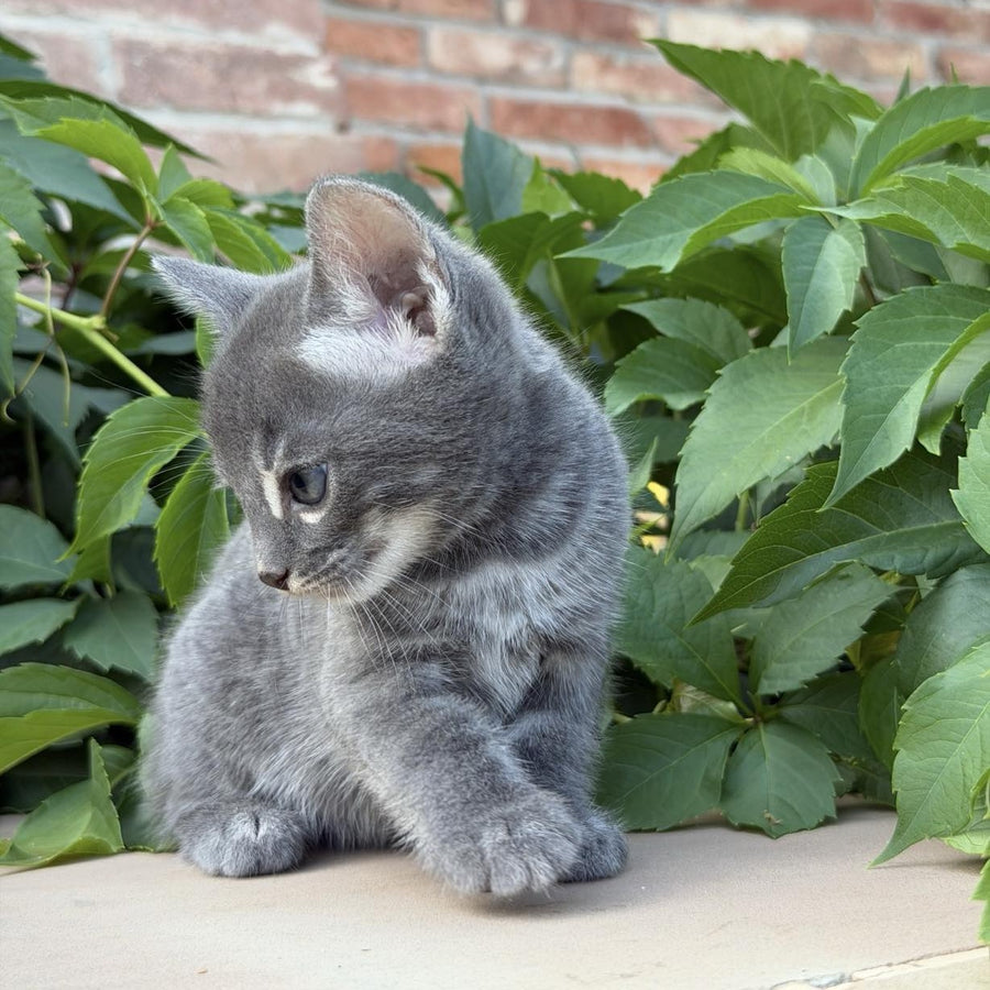 Calvin Bengal male, blue silver spotted tabby