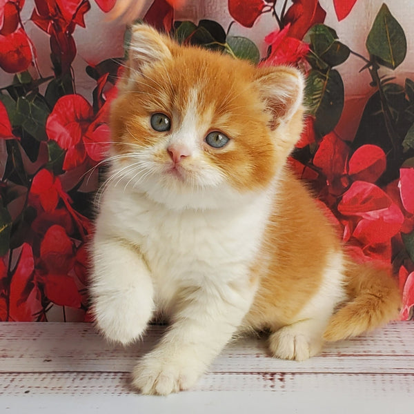 Imperial British Shorthair male, red bicolour