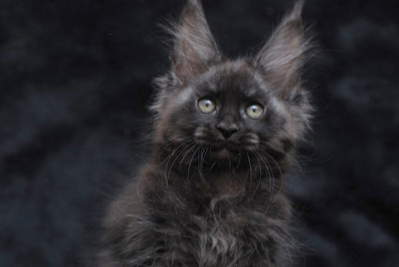 Platon Maine Coon male, black silver