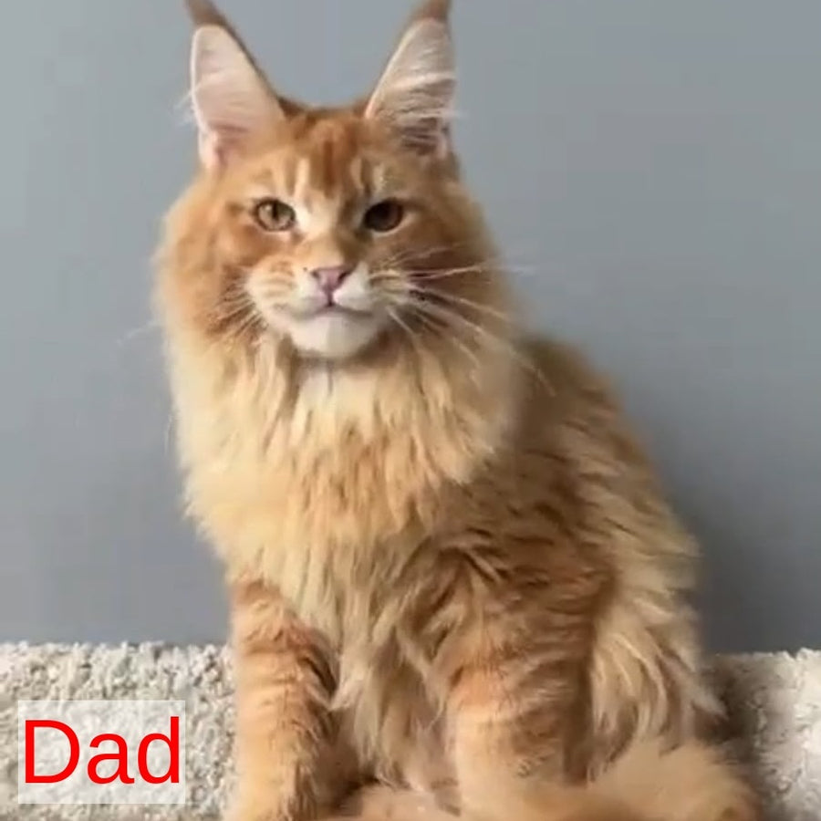 Ozzy Maine Coon polydactyl 6x6x6x6 female, black tortie tabby