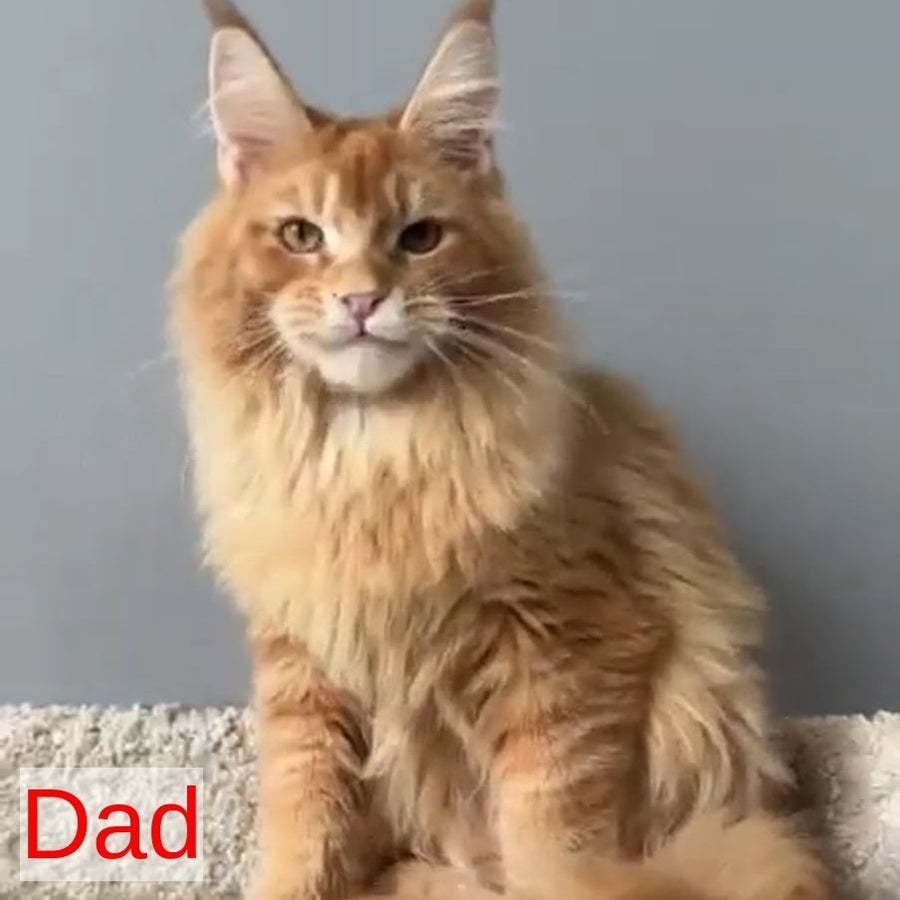 Oscar Maine Coon male, black silver tabby