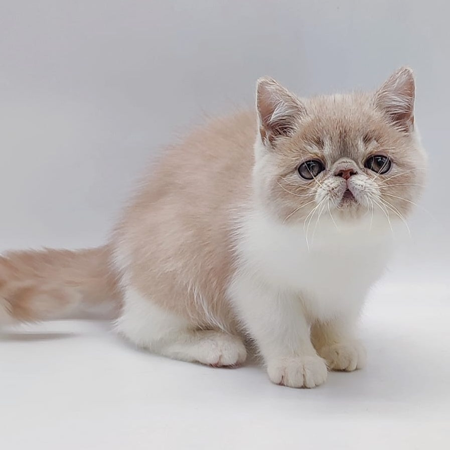 Kira Exotic female, cream bicolour