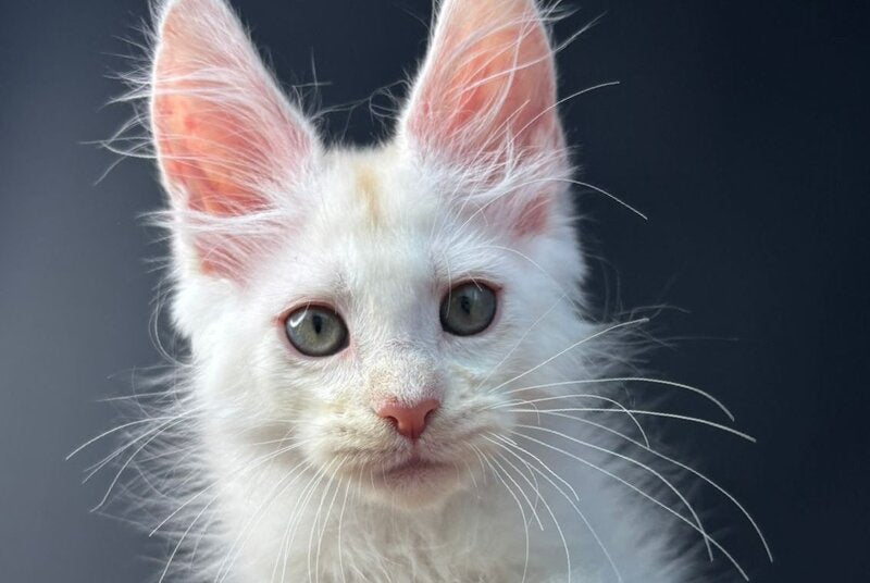 Barmaley Maine Coon male, red silver
