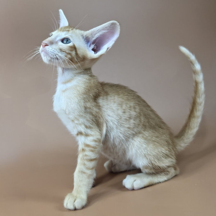 Kovu Oriental Shorthair male, red spotted tabby