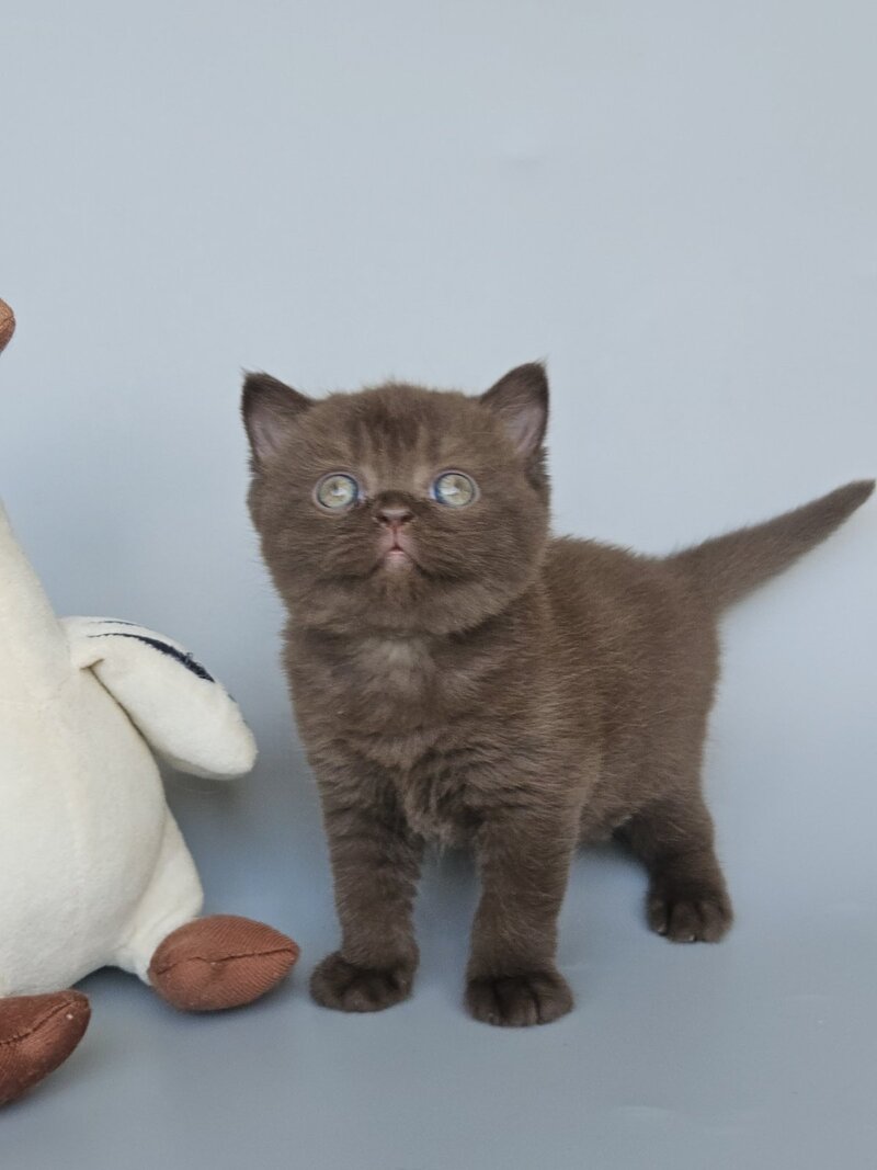 Ash British Shorthair female, chocolate