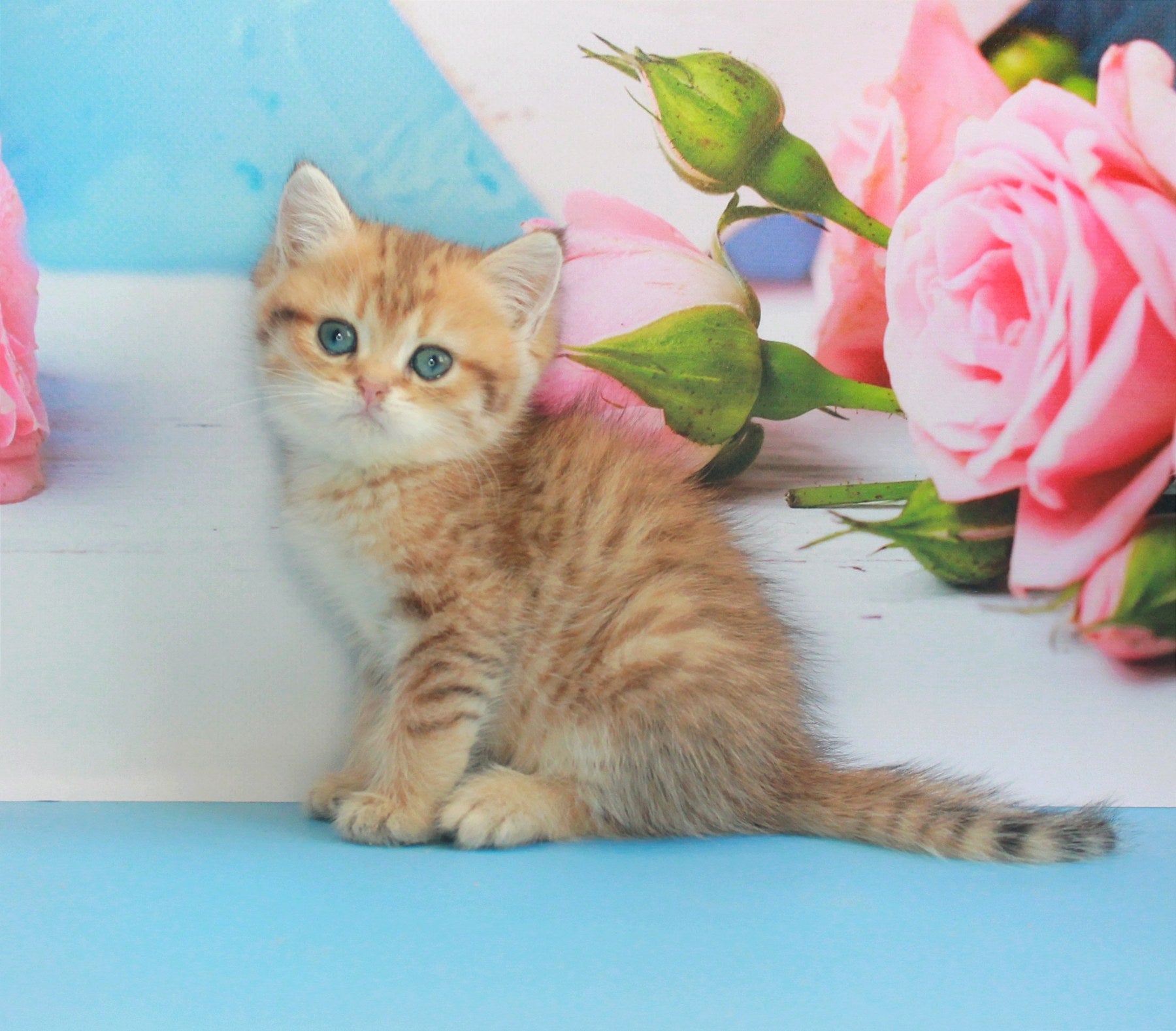 Mishka British Shorthair male, black golden spotted tabby