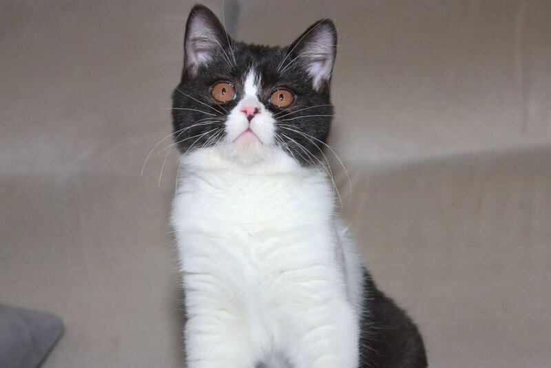 Xloya British Shorthair female black bicolour - live animals