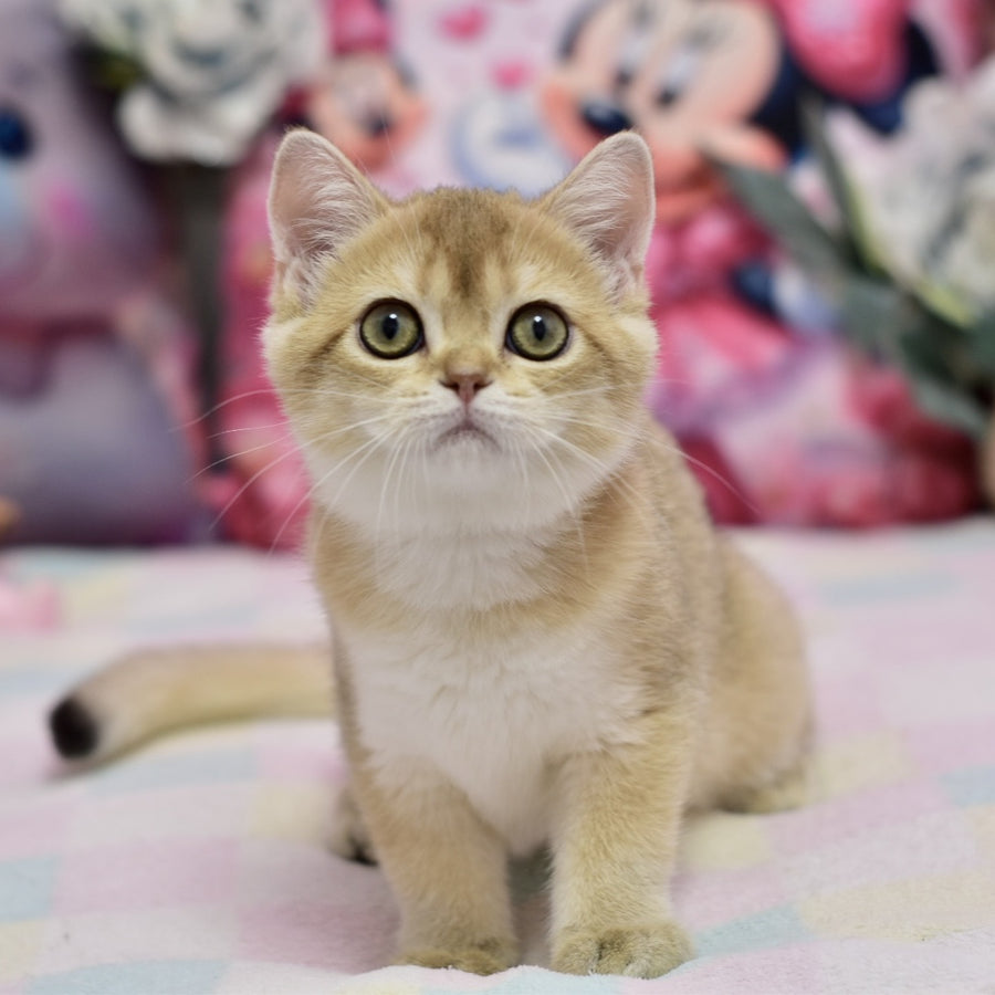 Crystal British Shorthair female, black golden shaded