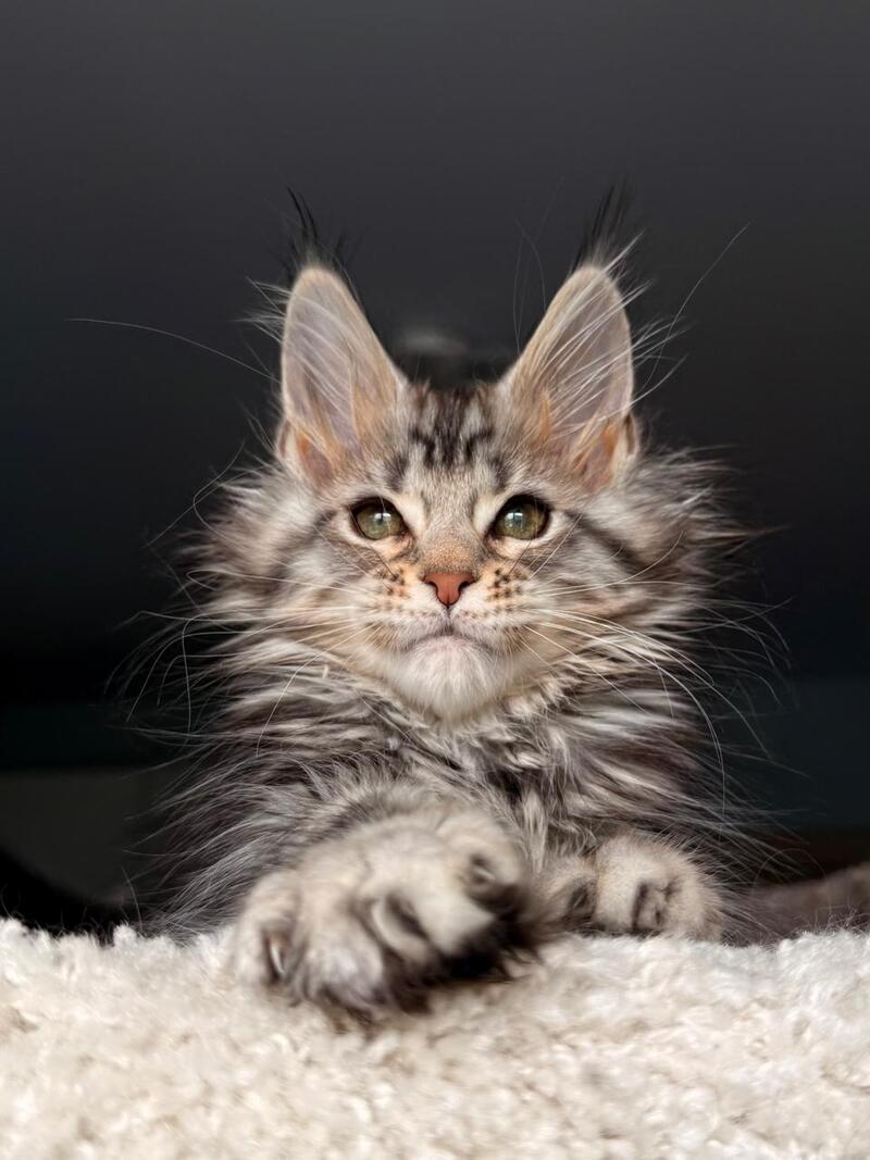 Avrora Maine Coon female black tabby - live animals