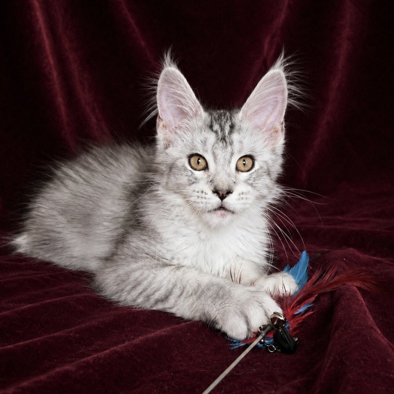 Iverson Maine Coon male, black silver ticked tabby