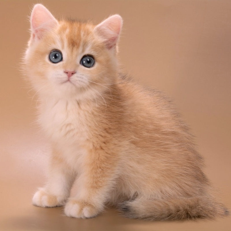 Entony British Shorthair male, black golden chinchilla