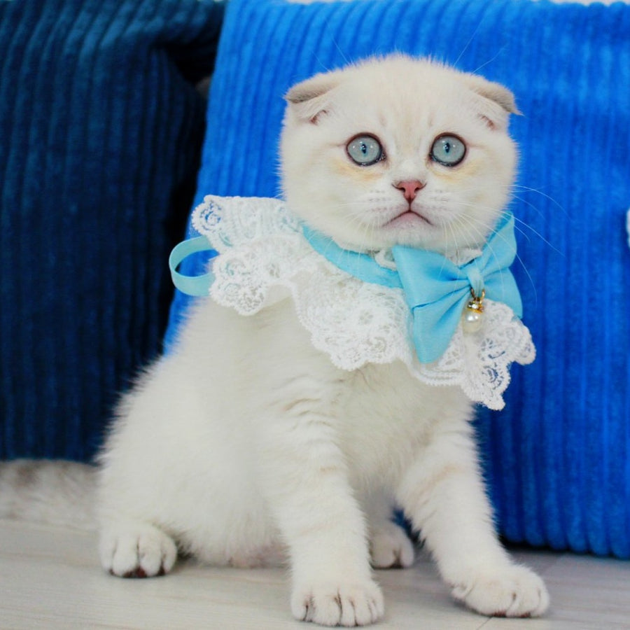 Paris Scottish Fold male, blue golden shaded pointed