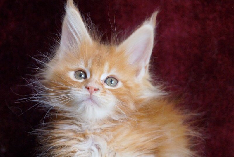 Orlenok Maine Coon male red silver tabby - live animals