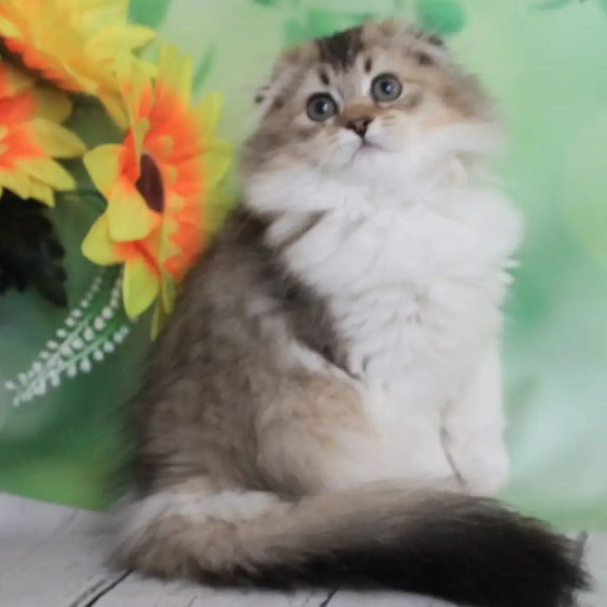 Irma Scottish Fold female, black golden ticked tabby bicolour