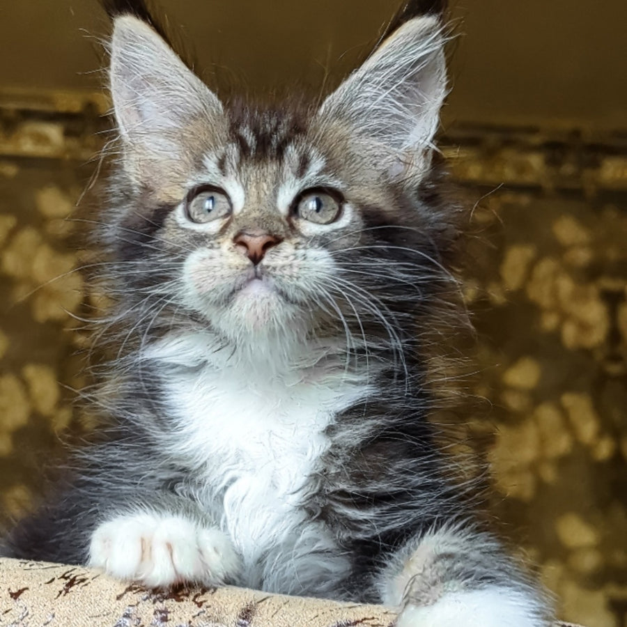 Inosh Maine Coon female, black tabby with white