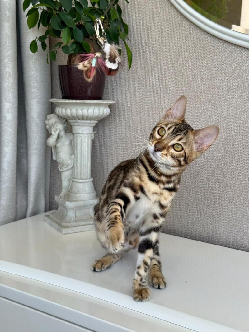 Elly Bengal female black spotted tabby - live animals