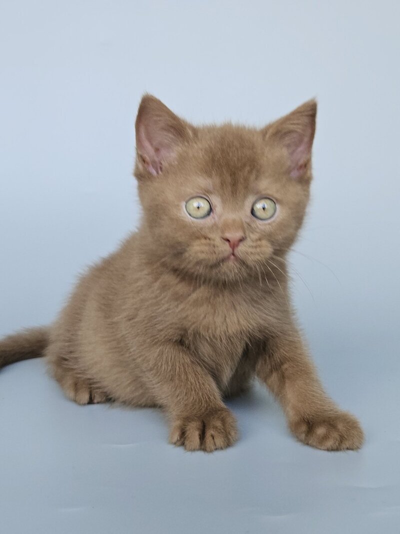 Atlas British Shorthair male, cinnamon
