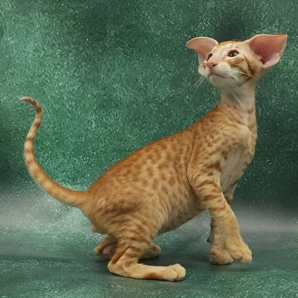 Zachary Oriental Shorthair male, red spotted tabby