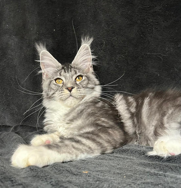 Natan Maine Coon male, black silver tabby with white