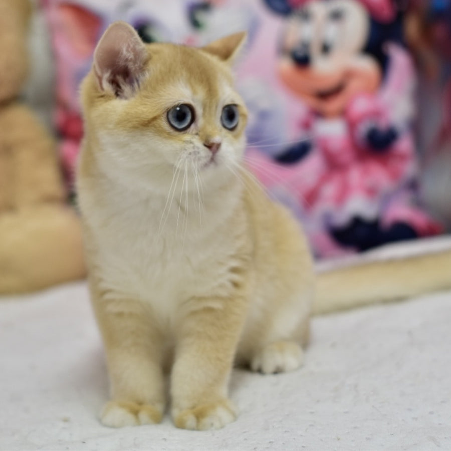 Ferrero British Shorthair male, black golden shaded