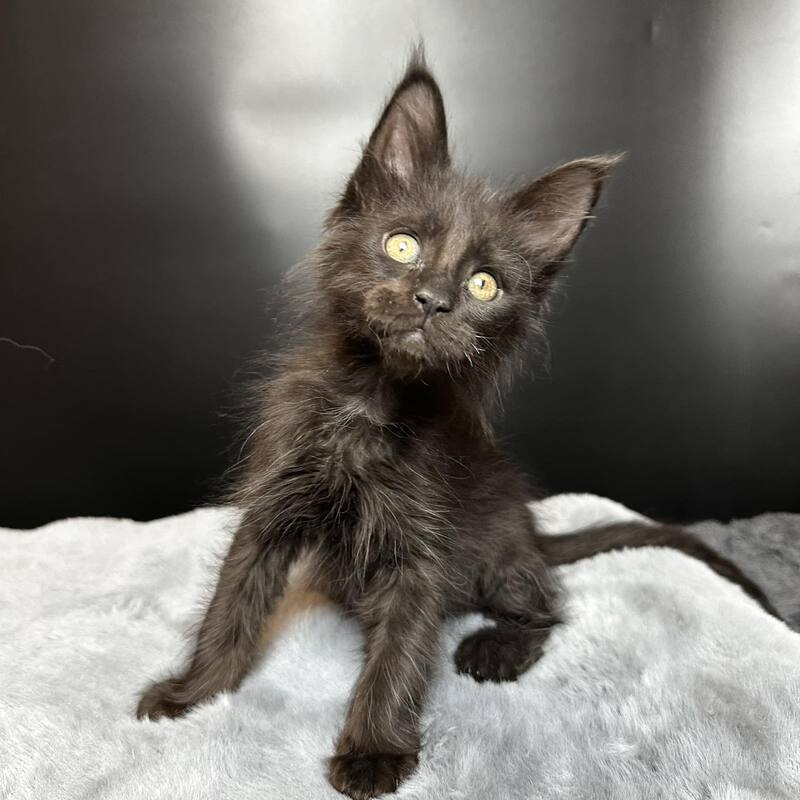 Boston Maine Coon male black - live animals