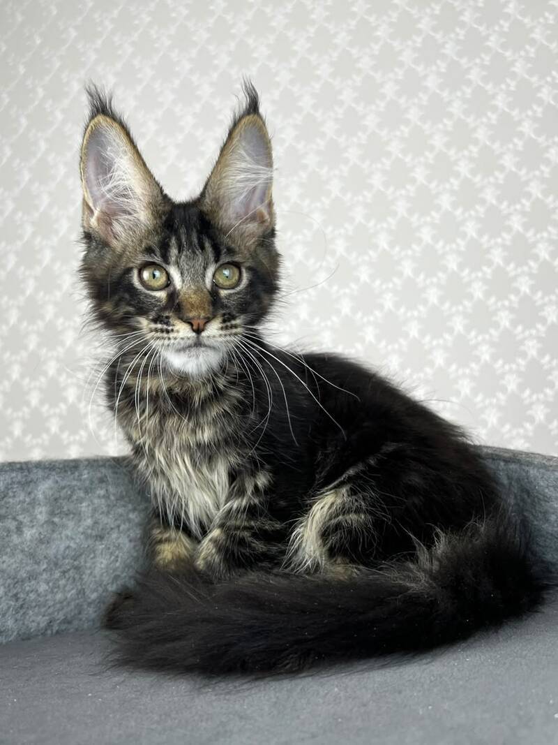Necko Maine Coon male, black tabby