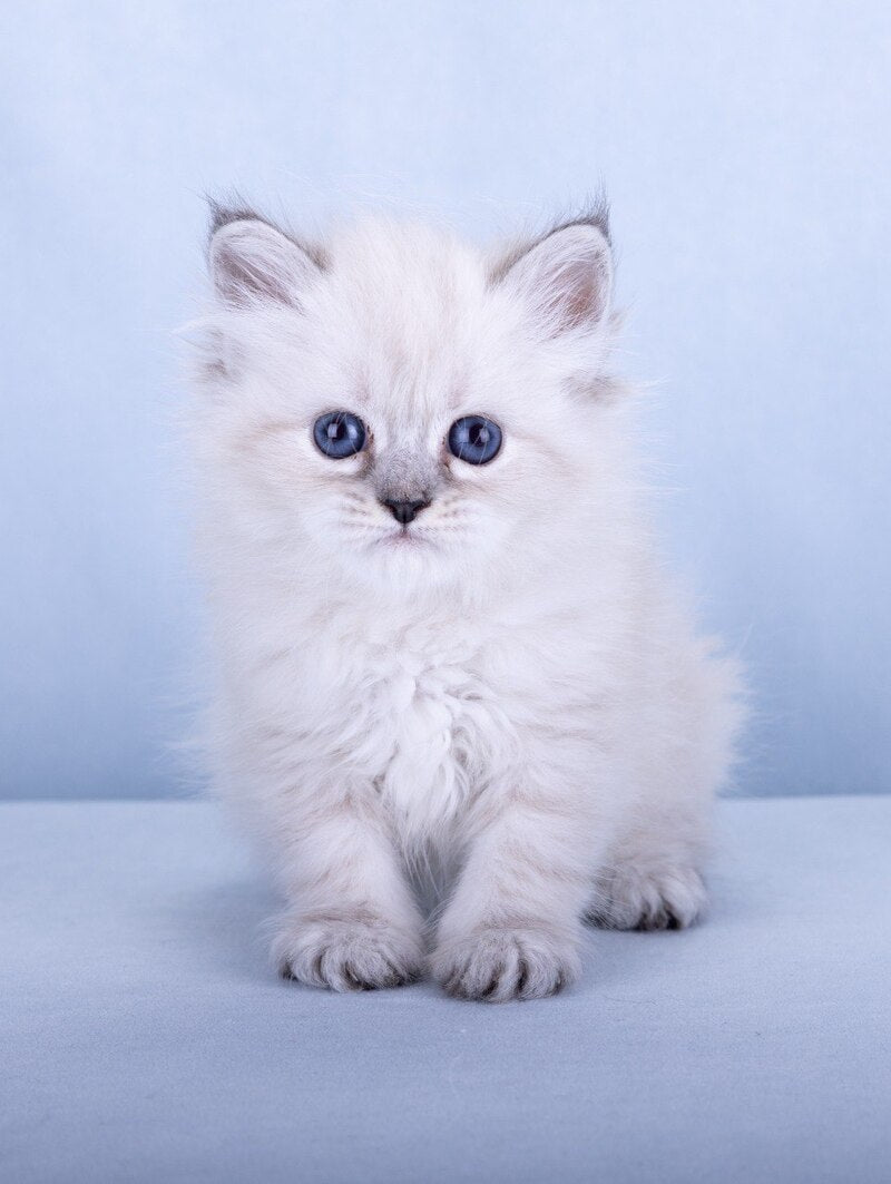 Iskra Siberian female, black tabby pointed