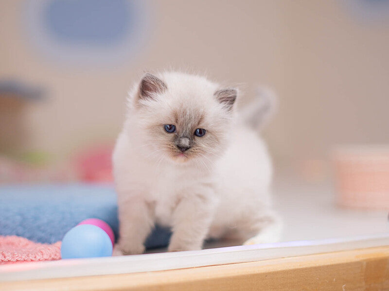Whitney Ragdoll female, blue mitted