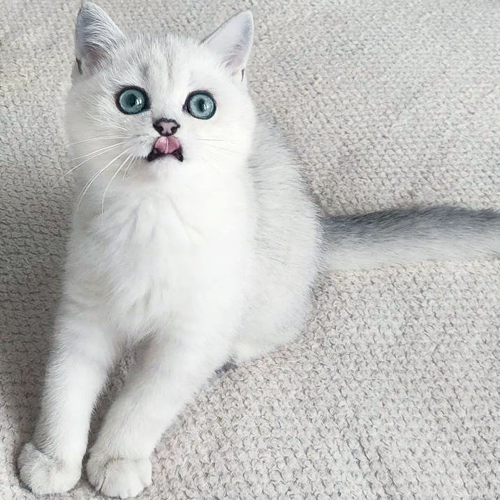 Kardinal British Shorthair male, black silver shaded