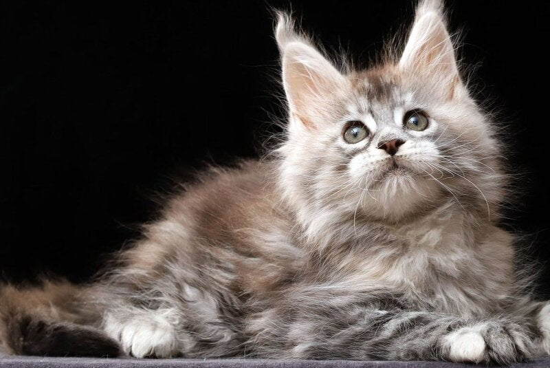 Nora Maine Coon female, black tortie silver tabby