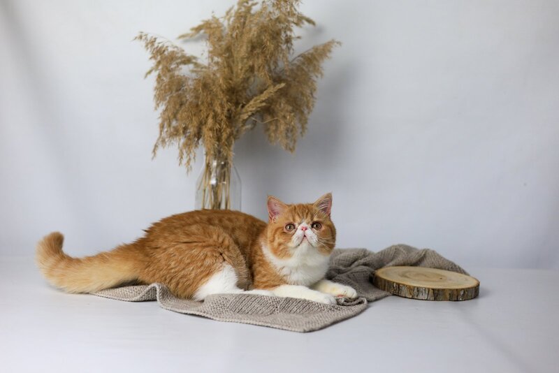 Oliver Exotic male, red bicolour tabby